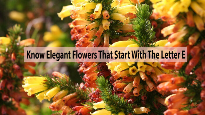 Know Elegant Flowers That Start With The Letter E