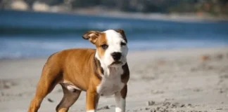 Brindle Pitbull Guide for U.S. Owners: A Complete Guide to Coat Colors, Temperament, Size, Exercise, Health, Costs & U.S. Ownership Rules Brindle Pitbull