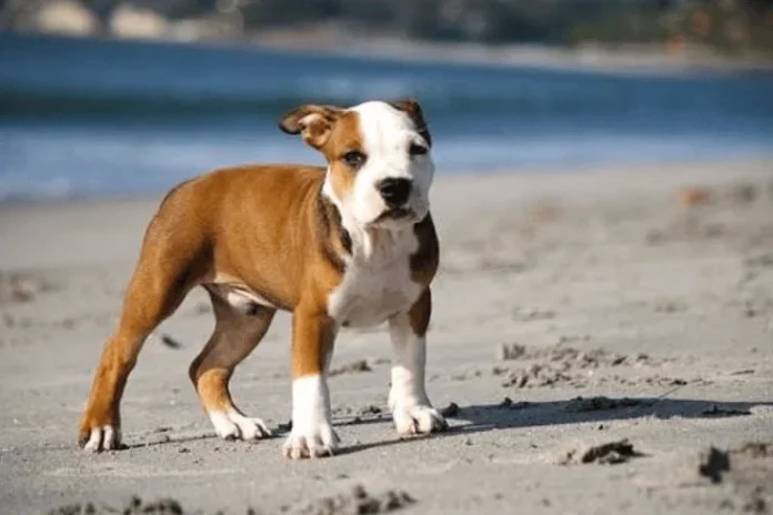 Brindle Pitbull Brindle Pitbull