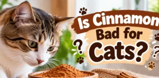 Is Cinnamon Bad for Cats? What U.S. Pet Owners Should Know About Risks and Safe Next Steps Is Cinnamon Bad for Cats