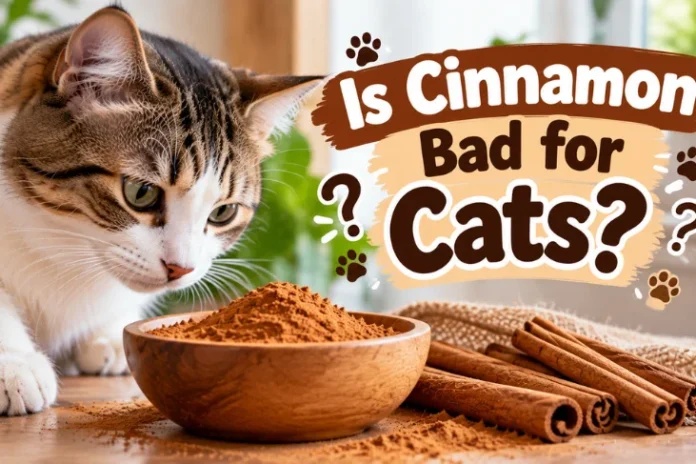 Is Cinnamon Bad for Cats Is Cinnamon Bad for Cats