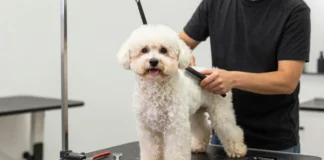 Maltipoo Haircuts: A Practical Guide to Cute Styles, Coat Care, and Groomer Requests Maltipoo Haircut